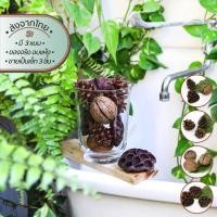 ราคา ดรายด์ซีด ลูกไม้อบแห้ง เซ็ท 3 ชิ้น | Dried Seed-Set Of 3 แห้ง ตีนเป็ด พญาสัตบรรณ ลูกไม้ อบแห้ง ลูกตีนเป็ดจริง ตกแต่ง (7691797002)