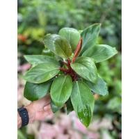 ราคา ต้นรวยโชคหรือเรดคองโก ไม้มงคลชอบแดดรำไร กระถาง 6 นิ้ว (18981020441)