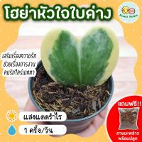 ราคา [แถมกาบมะพร้าวพร้อมปลูก] โฮย่าหัวใจใบด่าง กระถาง 3 นิ้ว หัวใจทศกัณฐ์ด่าง โฮย่า ต้นหัวใจ หัวใจเศรษฐี ไม้มงคล ไม้ฟอกอากาศ (21520756511)