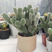 ราคา หูกระต่าย มิกกี้เมาส์ หน่อเด็ดสด แคคตัส กระบองเพชร (11335273148)