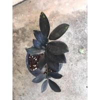ราคา กวักมรกตดำ ส่งพร้อมกระถาง 5.5 (4394123158)