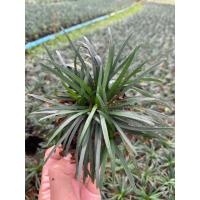 ราคา ต้นหนวดปลาดุก หนวดปลาดุกแคระ ต้นหนวดปลาดุกแคระ ขั้นต่ำ 10 ต้น หนวดปลาดุกแคะ (8327517798)