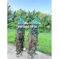 ราคา นกยูง #นกยูงขนจริง #นกยูงโฟม (25637233897)