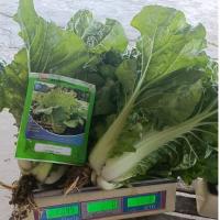 ราคา เมล็ดพันธุ์ ผักกาดขาวปลีเบาA3 (ซองรีเทล) (29188922582)