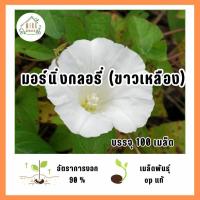 ราคา มอร์นิ่งกลอรี่ (ขาวเหลือง) 100 เมล็ด (43051098729)