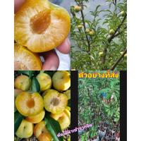 ราคา (1ต้น) สูง 80-100 cm ต้น บ๊วยน้ำตาล ต้นบ๊วยน้ำตาล ต้นบ๊วย พลัม ลูกเล็ก plum tree เสียบยอด อายุ 1-2 ปี / ศรัญลักษณ์ (24508486753)