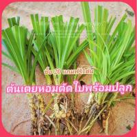 ราคา ต้นเตยหอม​ 1ต้น ตัดใบพร้อมปลูก พันธุ์เตยหอม ต้นใหญ่​ พันธ์ุเตยทำขนม (11912366886)