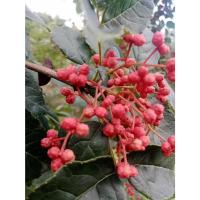 ราคา ความลับของร้านอาหารระดับเชฟ! เมล็ดพันธุ์ฮัวเจียวเสฉวนแท้ 30 เมล็ด ปลูกง่าย ให้กลิ่นหอม和ความซัวมะ (ชา) แบบต้นตำรับ (49501332082)