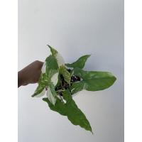 ราคา ต้นเงินไหลมาด่างขาวว (11715712282)