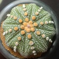 ราคา แอสโตรไฟตั้ม แอสทีเรียส 8 พู เว้าใหญ่มาก ไซต์พ่อแม่พันธุ์ Astrophytum (28974480493)