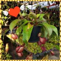 ราคา ต้นหม้อข้าวหมัอแกงลิง ต้นไม้กินแมลง (17382819458)