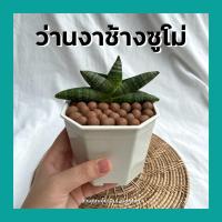 ราคา ต้นว่านงาช้างแคระซูโม่ บอลเซลซูโม่ ต้นอวบ พร้อมกระถาง4นิ้ว มีหินโรยทุกต้น (12412845178)