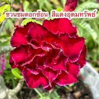 ราคา ต้นชวนชมดอกซ้อน สีแดงอุดมทรัพย์(เพาะจากเมล็ดต้นดอกซ้อนสีแดง) กระถาง3นิ้ว ต้นไม้มงคล เสริมโชคลาภ ไม้ดอกไม้ประดับ ทนแดดฝน (11761532543)