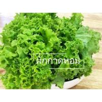 ราคา （เมล็ดพันธุ์ ถูก คละ）เมล็ดพันธุ์ผักกาดหอม บรรจุ 350 เมล็ด เมล็ดพันธุ์์ ผักกาดหอม ผักรองจาน ผักสลัด เมล็ดผักสลัด SKS1 (21935095631)