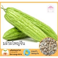 ราคา มะระจีนใหญ่ จำนวน 5 เมล็ด (43318801113)