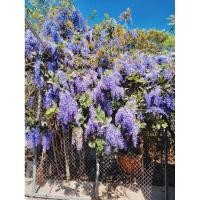 ราคา ต้นดอกพวงครามออสเตรเลีย (18972053434)