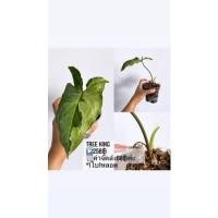 ราคา Tree King 1ใบ1หลอด 250฿ ค่าจัดส่ง80฿ (15048334212)