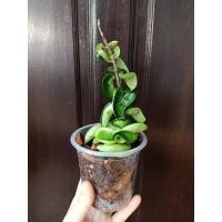 ราคา โฮย่าไส้หมู โฮย่าเกลียวสวาท (8009936664)