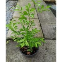 ราคา ต้นแก้ว​ ต้นดอกแก้ว​ ไม้ดอกหอม​ (4300539090)