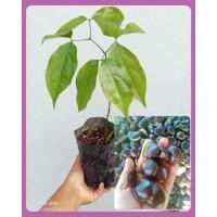 ราคา ต้นลูกนาง หรือเนียงนาง ส่งขายทั้งถุงชำ ต้นสูง30-40ซม. รากเต็มพร้อมลงปลูก (16457437000)