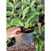 ราคา เบอกิ้น Philodendron Birkin (9379700460)