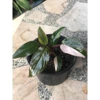 ราคา philodendron pink princess ต้นสูง 4 นิ้ว (ทักแชทก่อนสั่งซื้อนะคะ) (5475605597)
