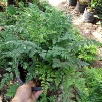 ราคา เฟิร์นนาคราช กระถาง (4032367614)