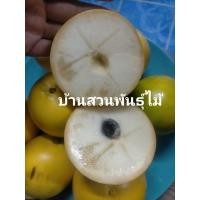 ราคา ต้นอะบิว ต้นเพาะเมล็ด กระถาง 8 นิ้ว (10262576985)