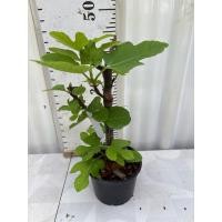 ราคา มะเดื่อฝรั่ง Fig พันธุ์ White genoa (26731646558)