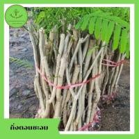 ราคา ​กิ่งตอนชะอม กิ่งชะอม มีหนามเล็ก 1 กิ่ง (9253549032)