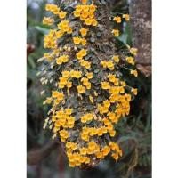 ราคา เอื้องผึ้งจิ๋วเอื้องผึ้งน้อย (21222130716)