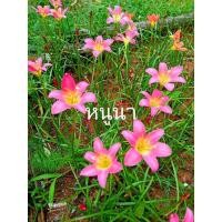 ราคา บัวดินสีชมพู บัวดินหนูนา (25055729962)