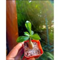 ราคา ชวนชมจิ๋วราคาถูก ดอกสีชมพู ทำบอนไซได้ (4754908528)