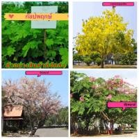 ราคา (1ต้น)รวม (ขาย ต้นพันธุ์) ดอก ต้น ชัยพฤกษ์ กัลปพฤกษ์ ราชพฤกษ์ คูณ คูน สีเหลือง สีขาว ต้นคูณ ดอกคูณ ต้นคูน ดอกคูน เบนซ์ (7591763217)