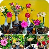 ราคา ชวนชม ต้นชวนชม ดอกชวนชม ชวนชมดอกซ้อน(ไม้มงคล ไม้ประดับบ้าน ไม้ฟอกอากาศ)ขนาด 6 นิ้ว มี 25 สายพันธุ์ให้เลือก (13557392576)