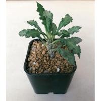 ราคา มะพร้าวทะเลทราย กระบองเพชร (3165599104)