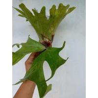 ราคา กระเช้าสีดาปีกผีเสื้อ(เล็ก) (3351070974)