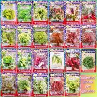ราคา เมล็ดพันธุ์ ผักสลัด ภูเขาทอง กรีนโอ๊ค เรดโอ๊ค ผักเคล เคลใบหยิก เฟนเนล บีทรูท มินิคอส ซังซู ไอซเบิร์ก กรีสคอส เรดคอส (18719162845)