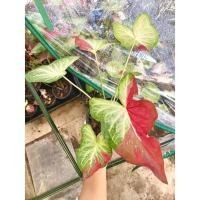 ราคา ชายชล บอนสี บอนสีชายชล (12342887162)