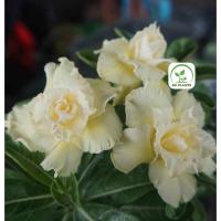 ราคา ต้นชวนชม ชวนชมดอกซ้อน ชวนชมดอกกุหลาบ ไม้มงคล ขนาดกระถาง 6 นิ้ว #5049 (22462448451)