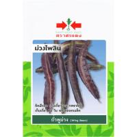 ราคา เมล็ดพันธุ์ ถั่วพูสีม่วง ม่วงไพลิน ตราศรแดง (25469174315)