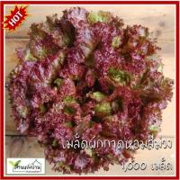 ราคา 1,000 เมล็ด ผักกาดหอมม่วง เมล็ดผักกาดหอมม่วง เมล็ดผักกาดหอม ผักกาดหอม (29824745612)