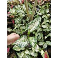 ราคา ต้นเพชรน้ำหนึ่ง ต้นไม้​ตาย​เคลมฟรี (16388422748)