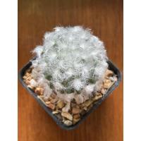 ราคา แมมขนแกะ mammillaria bocasana (13914020203)