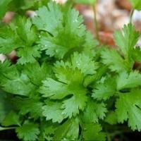 ราคา 1200 เมล็ด ผักชี ผักชีลา ผักหอมป้อม ผักหอมน้อย ผักหอม Cilantro Coriander Seeds สายพันธุ์ สนั่นฟ้า (44322563880)