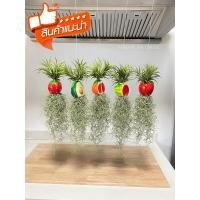 ราคา เคราฤาษีใส่ตุ็กตาเซรามิกรูปผลไม้คละสี ตกแต่งสวน มอสสเปน ไม้ฟอกอากาศกรองฝุ่น Ceramic Spanish Moss (26585145564)