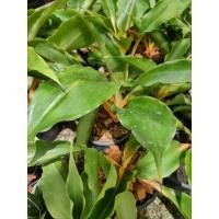 ราคา เศรษฐีก้านทอง Chlorophytum filipendulum subsp. amaniense 'Fire Flash’ (21617758016)