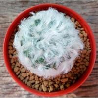 ราคา Mammillaria bocasana - แมมขนแกะแท้ (3238530189)