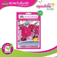 ราคา เมล็ดดอกดาวกระจาย ฝรั่ง 101 ตราตะวันต้นกล้า (17473526332)