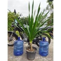 ราคา ต้นจันทร์ผา หมายเลข 5 [สูง~1.20 เมตร วัดจากก้นกระถางถึงยอดส่วนที่สูงที่สุด] ส่งแบบถอดกระถาง (ล้างและตัดแต่งราก ทาปูนแดง) (7754325771)